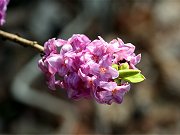 Brzy z jara je možné v okolí Malovid narazit na krásné růžové květy Lýkovce jedovatého. Je zajímavé, jak tato krásný keř může být prudce jedovatý. Proto je lepší se na lýkovec dívat jen z uctivé vzálenosti. A to nejen proto, že je jedovatý, ale i chráněný. Ve volné přírodě totiž roste poměrně vzácně. O to více ho lze nalézt na zahrádkách a skalkách jako okrasnou rostlinu.