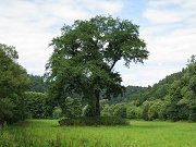 ejkovick trojk - pamtn strom